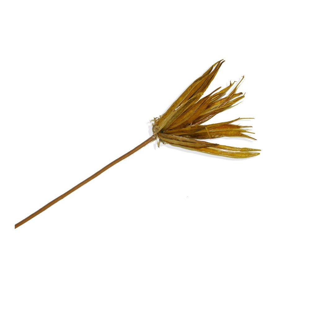 Dekorativní suchá květina Moycor Flower v:958424