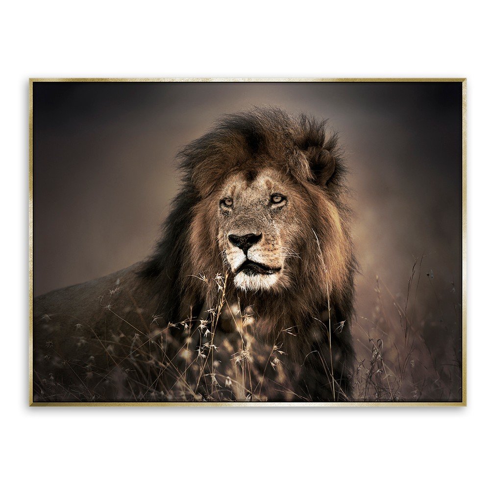 Obraz lva na plátně Styler Golden Lion, 62 x 82 cm v:1299044