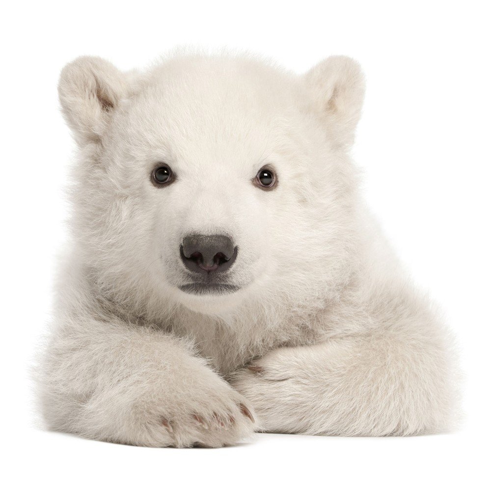 Nástěnná samolepka Dekornik Polar Bear, 70 x 76 cm v:1166152