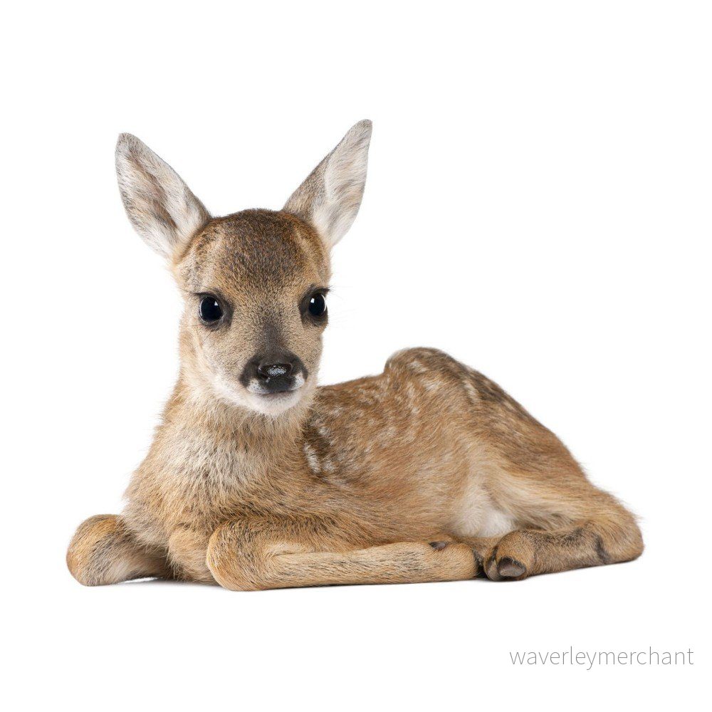 Nástěnná samolepka Dekornik Deer Lucy, 67 x 55 cm v:1166148