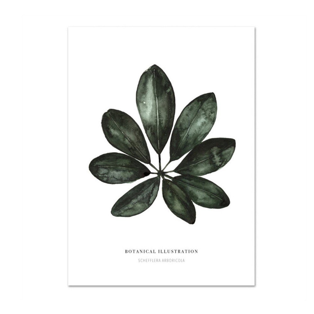 Plakát Leo La Douce Schefflera Arboricola, 42 x 59,4 cm v:828552