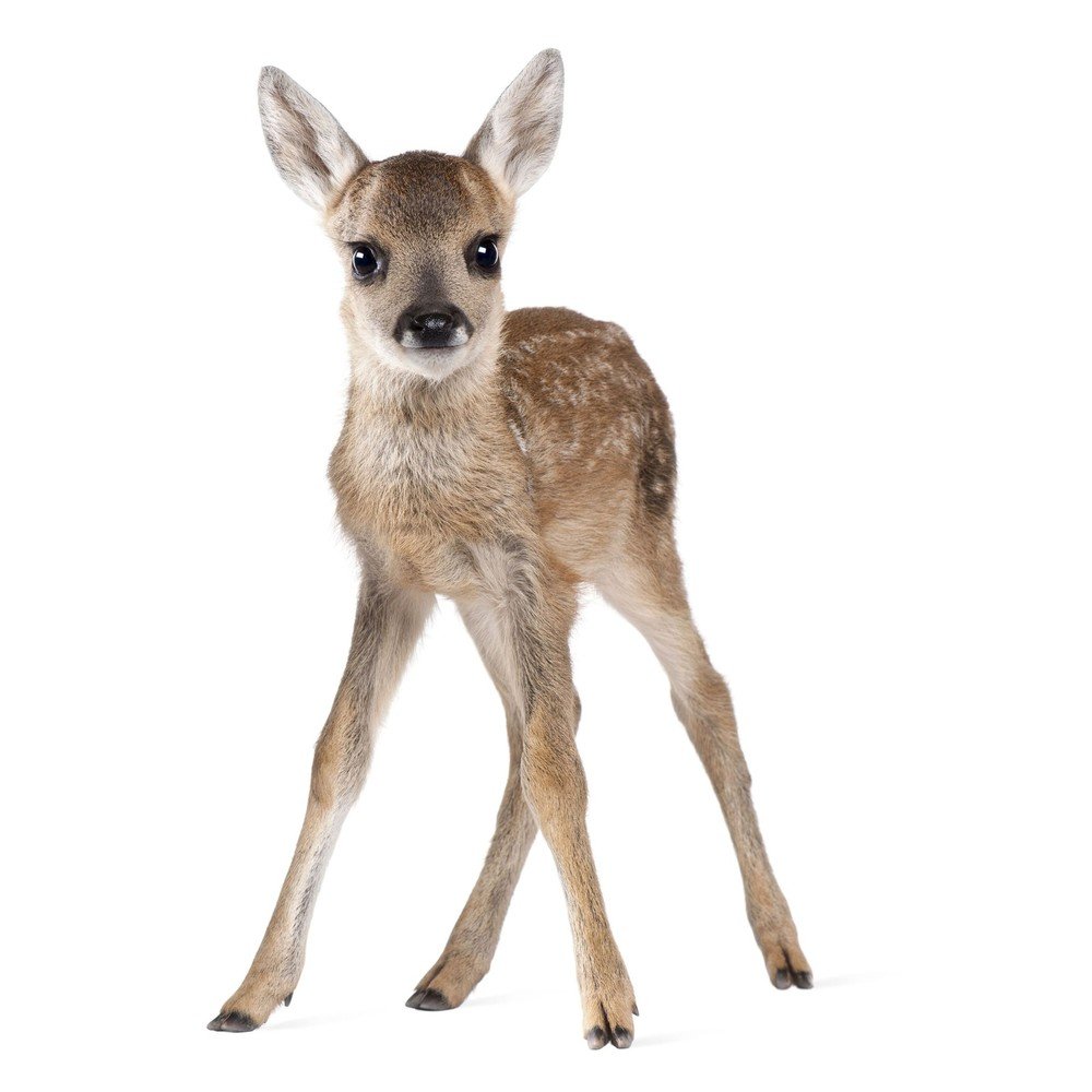 Nástěnná samolepka Dekornik Deer Lucy, 55 x 88 cm v:1166150