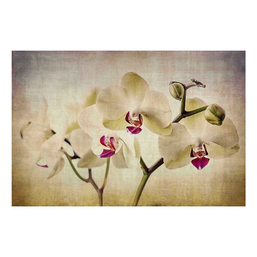 Obraz Marmont Hill Pale Orchids, 45 x 30 cm v:904400